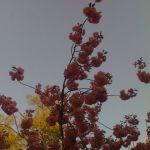 Kirsch-Blüten