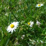 Bellis Perennsis