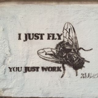 I just fly