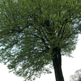 Buchenbaum