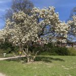 Magnolie