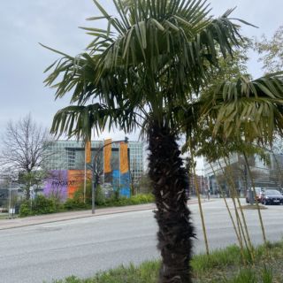 Geh mir nicht auf die Palme