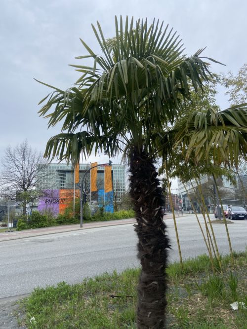 Geh mir nicht auf die Palme