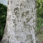 Old Tags