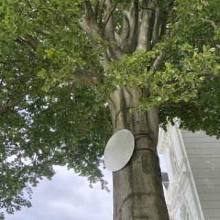 Kunst am Baum