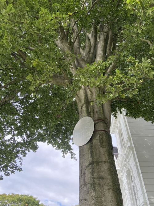 Kunst am Baum