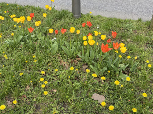 Frühling