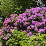 Rhododendron