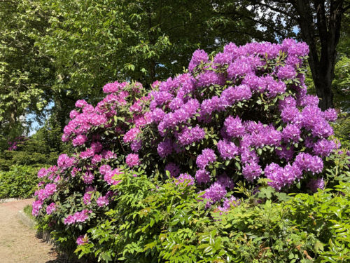 Rhododendron